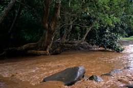 Archipel-des-Comores;-Crue;-Eau;-Forêt;-France;-Kaleidos;-Kaleidos-images;-La-parole-à-limage;-Laurent-Abad;-Mayotte;-Océan-Indien;-Paysage;-Rivière;-Rochers;-Stories-Pictures
